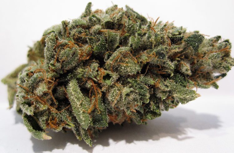 15 Most Popular Cannabis Strains - Weed Reader