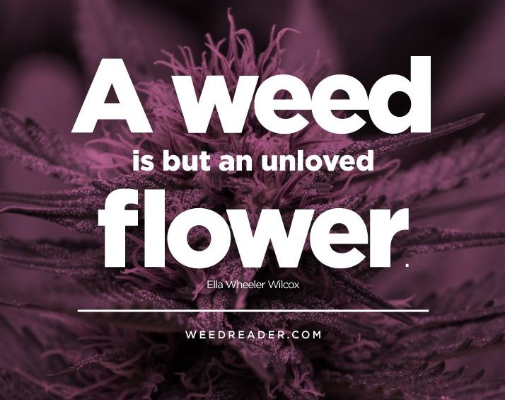 A weed is but an unloved flower. Ella Wheeler Wilcox