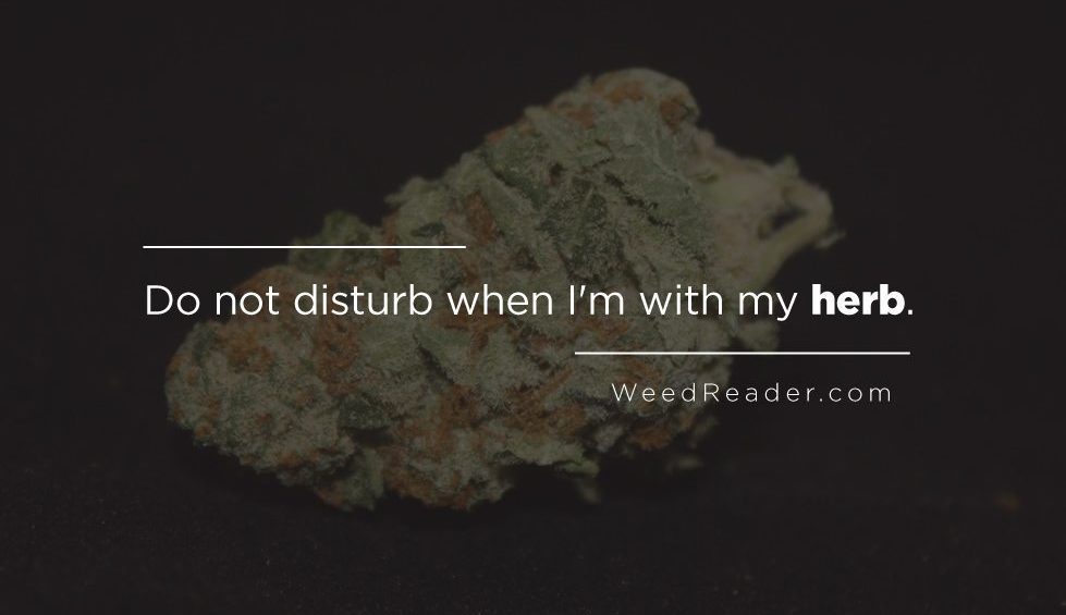 Do not disturb when Im with my herb