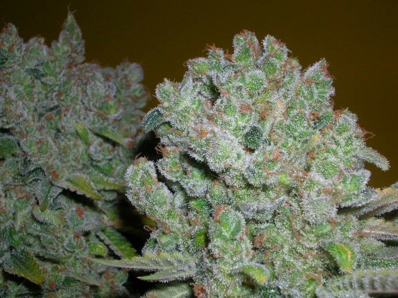 This award winning creation from Serious Seeds is a sativa-dominant mix of ...