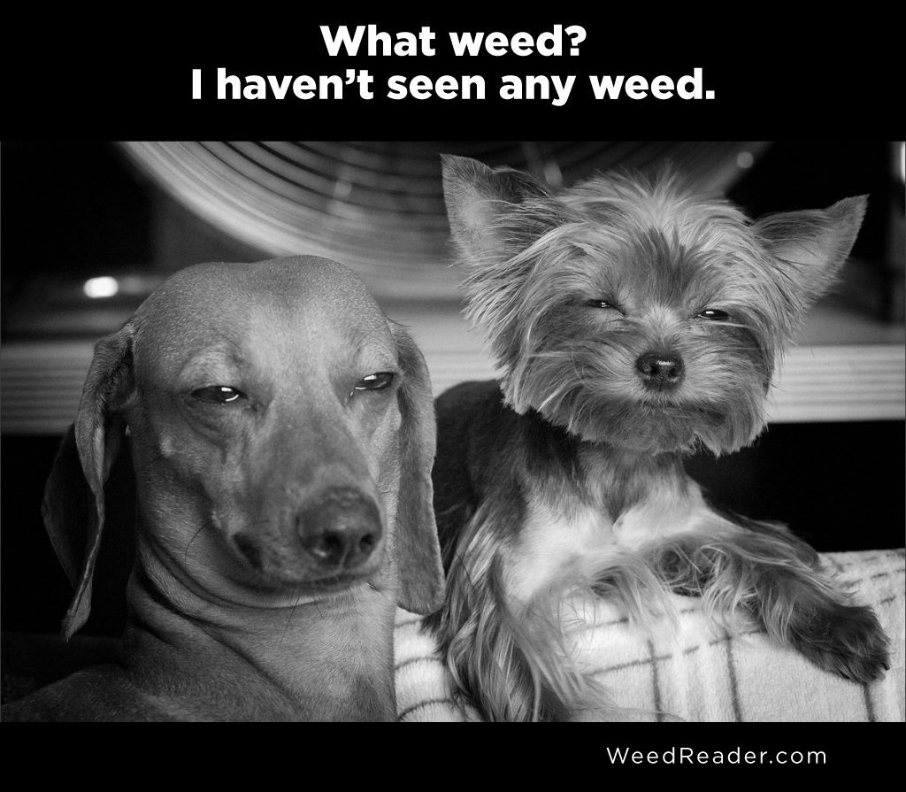 What weed