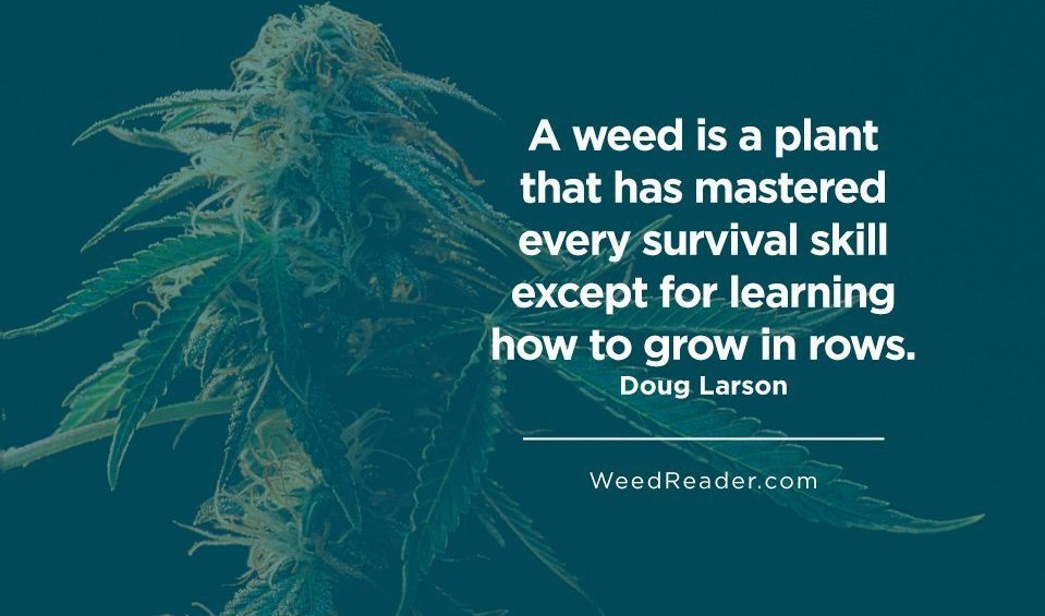 A weed is a plant that has mastered every survival skill except for learning how to grow in rows
