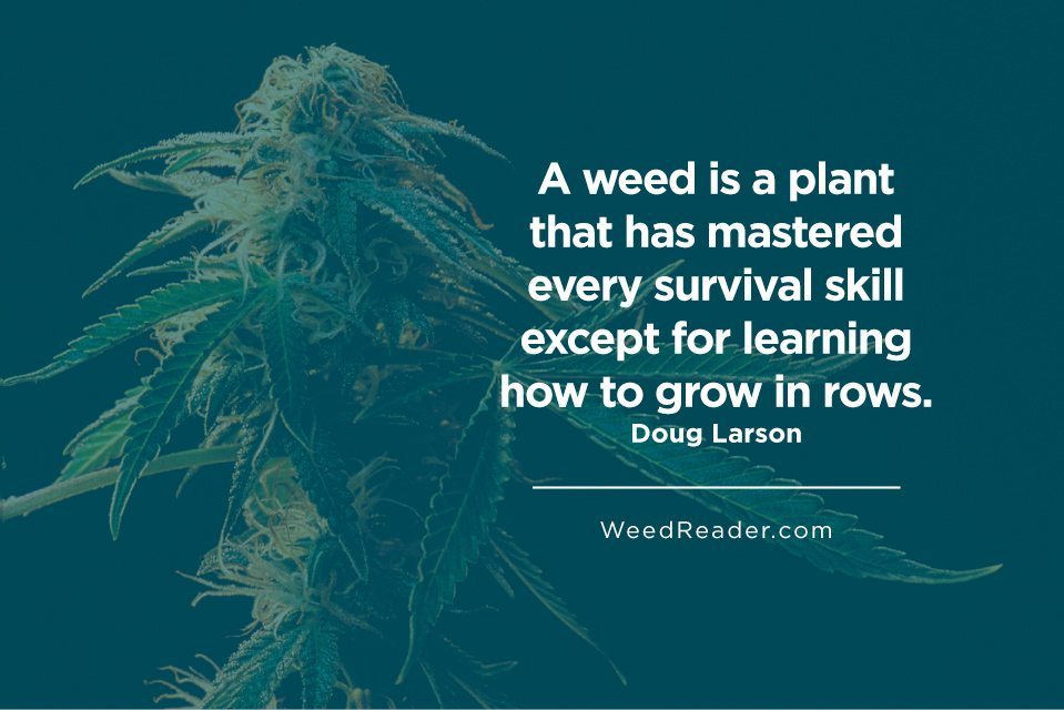 A weed is a plant that has mastered every survival skill except for learning how to grow in rows
