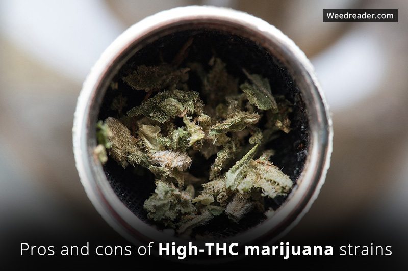 Pros and cons of High THC marijuana strains
