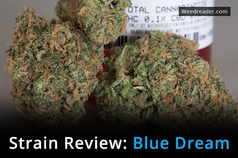 Strain Review Blue Dream