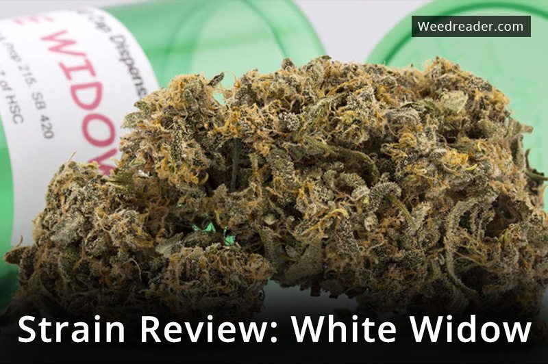 Strain Review White Widow