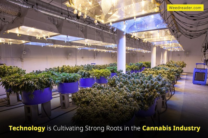 Technology is Cultivating Strong Roots in the Cannabis Industry