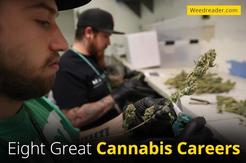 Eight Great Cannabis Careers
