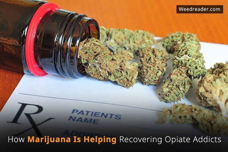 How Marijuana Is Helping Recovering Opiate Addicts