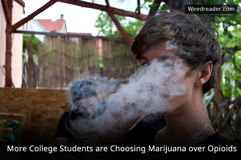 More College Students are Choosing Marijuana over Opioids