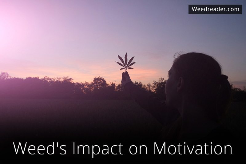 Weed impact motivation