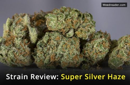 Super Silver Haze