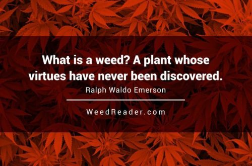 What is a weed  A plant whose virtues have never been discovered.Ralph Waldo Emerson