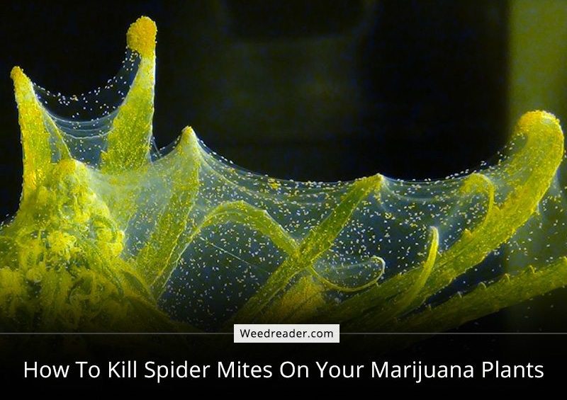 How To Kill Spider Mites On Your Marijuana Plants