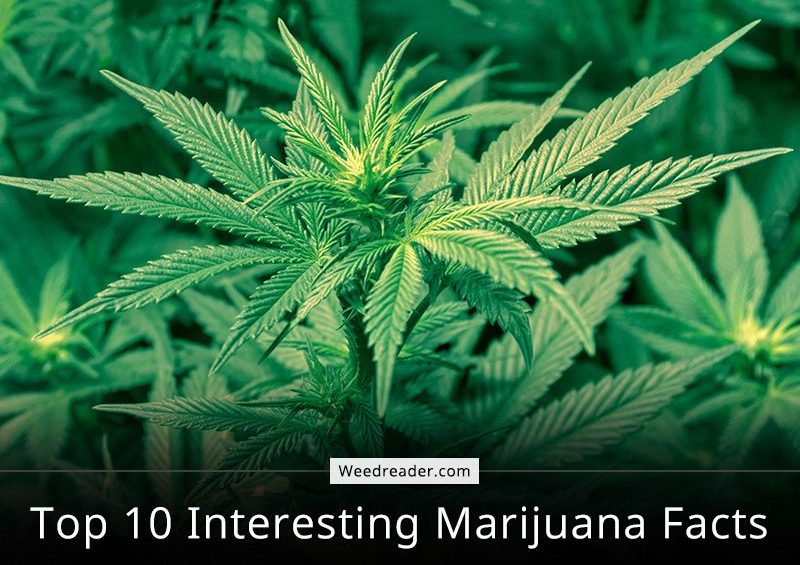 Top 10 Interesting Marijuana Facts