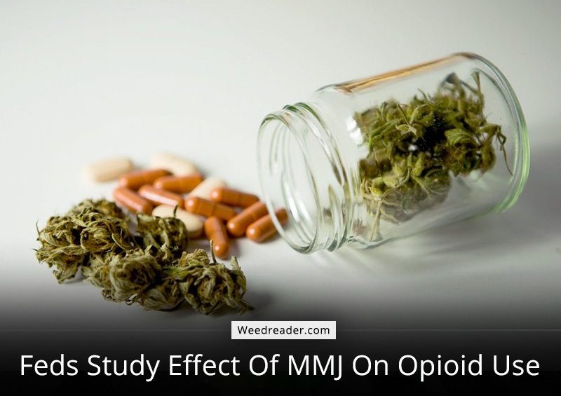Feds Study Effect Of MMJ On Opioid Use