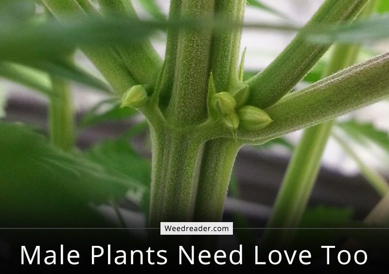 Male Plants Need Love Too