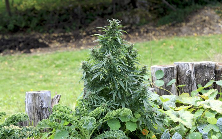 cannabis plant1
