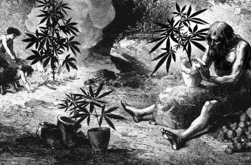 history of cannabis