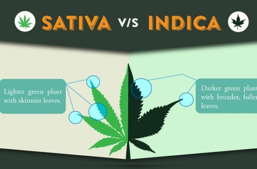 Sativa vs Indica infographic